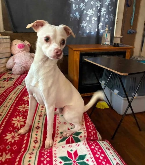 Photo of Oscar, adoptable Chihuahua in Topeka, Kansas