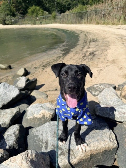Photo of Owen, adoptable Pit Bull Terrier in Forestville, Maryland