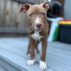 Photo of 1178 (2026) Ash, adoptable American Pit Bull Terrier Mixed Breed (Medium) in Parker, Colorado