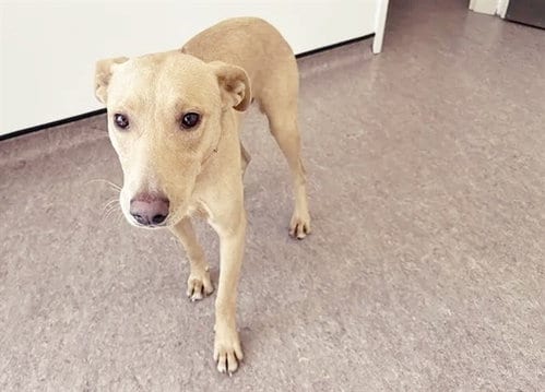 Photo of Taco, adoptable Terrier in St. Louis, Missouri