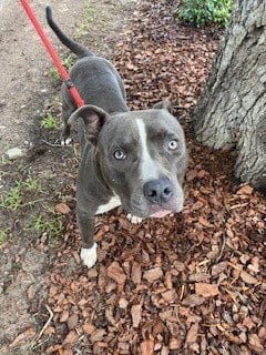 Photo of Nix, adoptable Pit Bull Terrier in St. Cloud, Florida