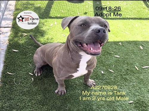 Photo of Tank, adoptable American Pit Bull Terrier in Los Angeles, California