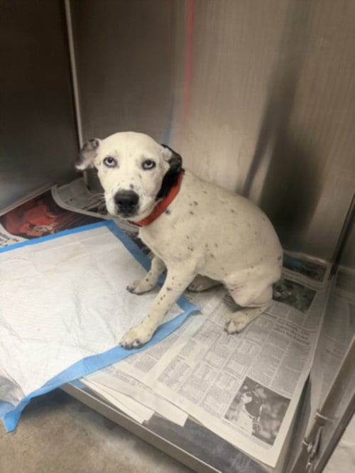 Photo of Kali, adoptable Catahoula Leopard Dog in Chatsworth, California