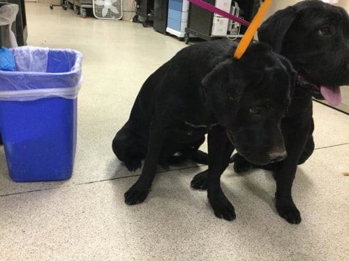 Photo of Blue, adoptable Labrador Retriever in Riverside, California