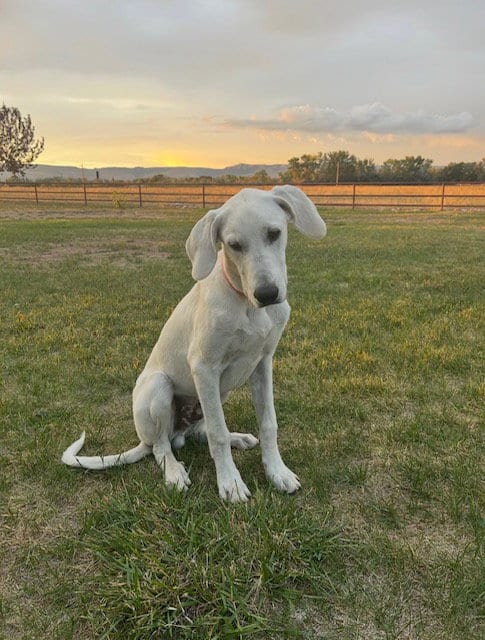 Photo of Yeti, adoptable Great Dane in MIDWAY, Utah