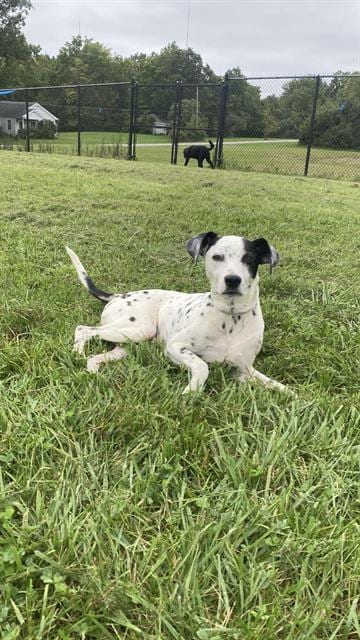 Photo of Jasper, adoptable Dalmatian in Fort Wayne, Indiana