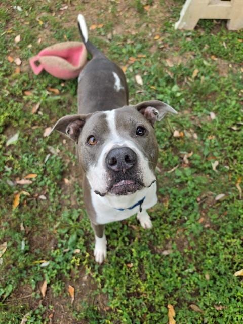 Photo of Asher Blue, adoptable Staffordshire Bull Terrier in St Peters, Missouri