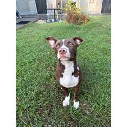 Photo of Ranger, adoptable American Pit Bull Terrier in Washington, North Carolina