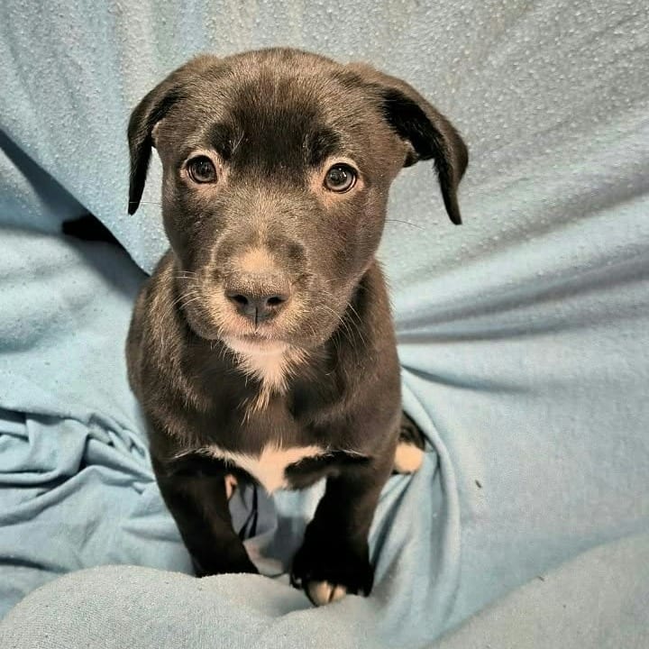Photo of Palmer, adoptable Mixed Breed (Medium) in DeKalb, Illinois