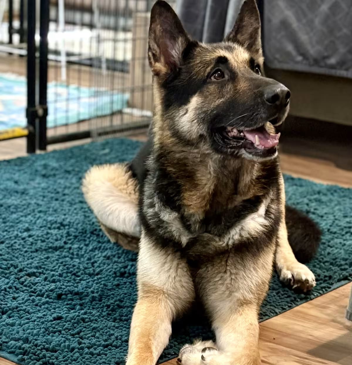 Photo of Duke, adoptable German Shepherd Dog in Petaluma, California