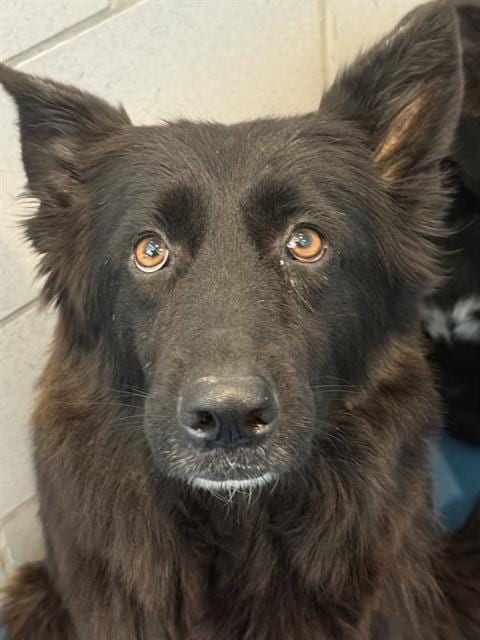 Photo of Cardi-B, adoptable German Shepherd Dog in Dallas, Texas