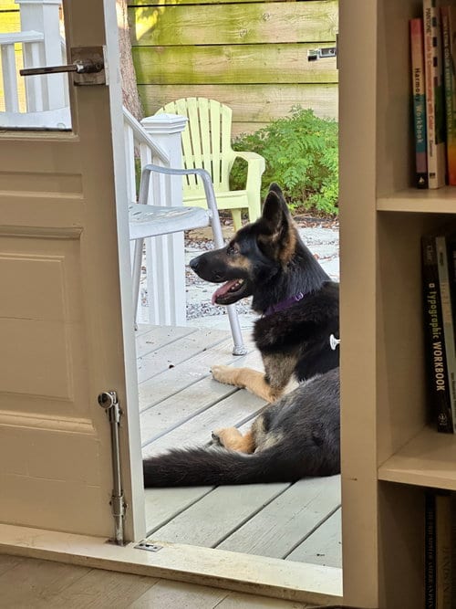 Photo of Paxton, adoptable German Shepherd Dog in New Orleans, Louisiana