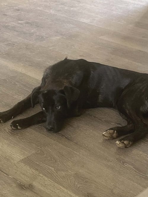 Photo of Mabel, adoptable Labrador Retriever in garner, North Carolina