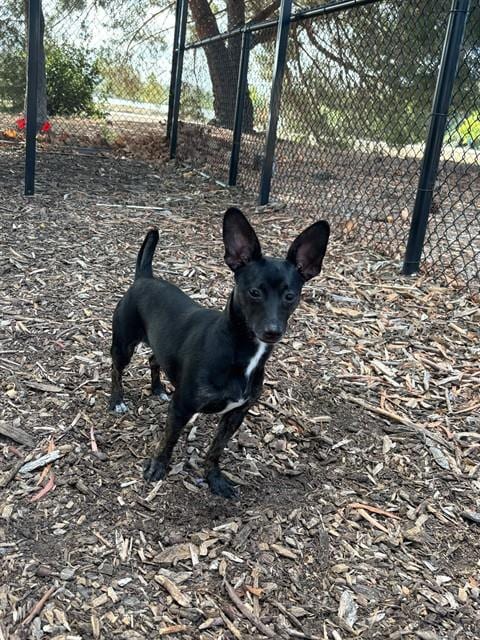 Photo of Ruby, adoptable Chihuahua in Fremont, California