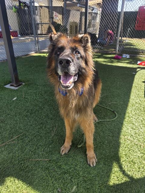 Photo of Draco, adoptable German Shepherd Dog in Downey, California