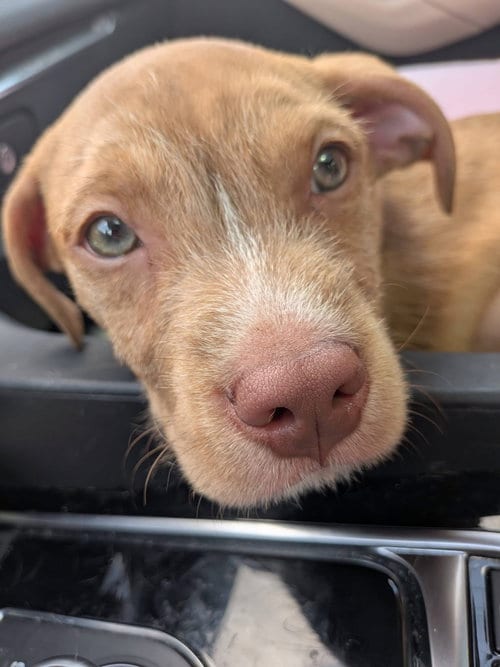 Photo of Dusty, adoptable Unknown breed (short coat) in Cincinnati, Ohio