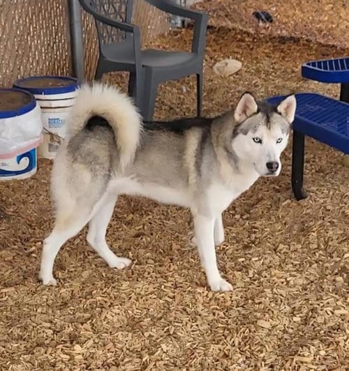 Photo of Crunch Wrap, adoptable Husky in Albuquerque, New Mexico