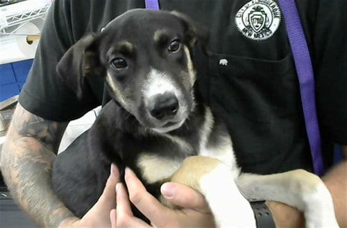 Photo of Enzo, adoptable Labrador Retriever in Albuquerque, New Mexico