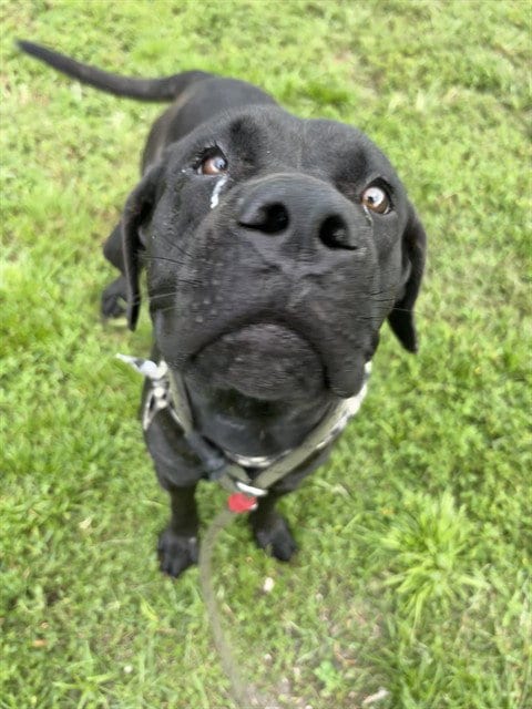 Photo of Willow, adoptable Labrador Retriever in Miami, Florida