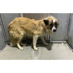 Photo of Prince, adoptable Anatolian Shepherd Mastiff in Lancaster, California