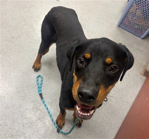 Photo of Chopper, adoptable Rottweiler in Rancho Cucamonga, California