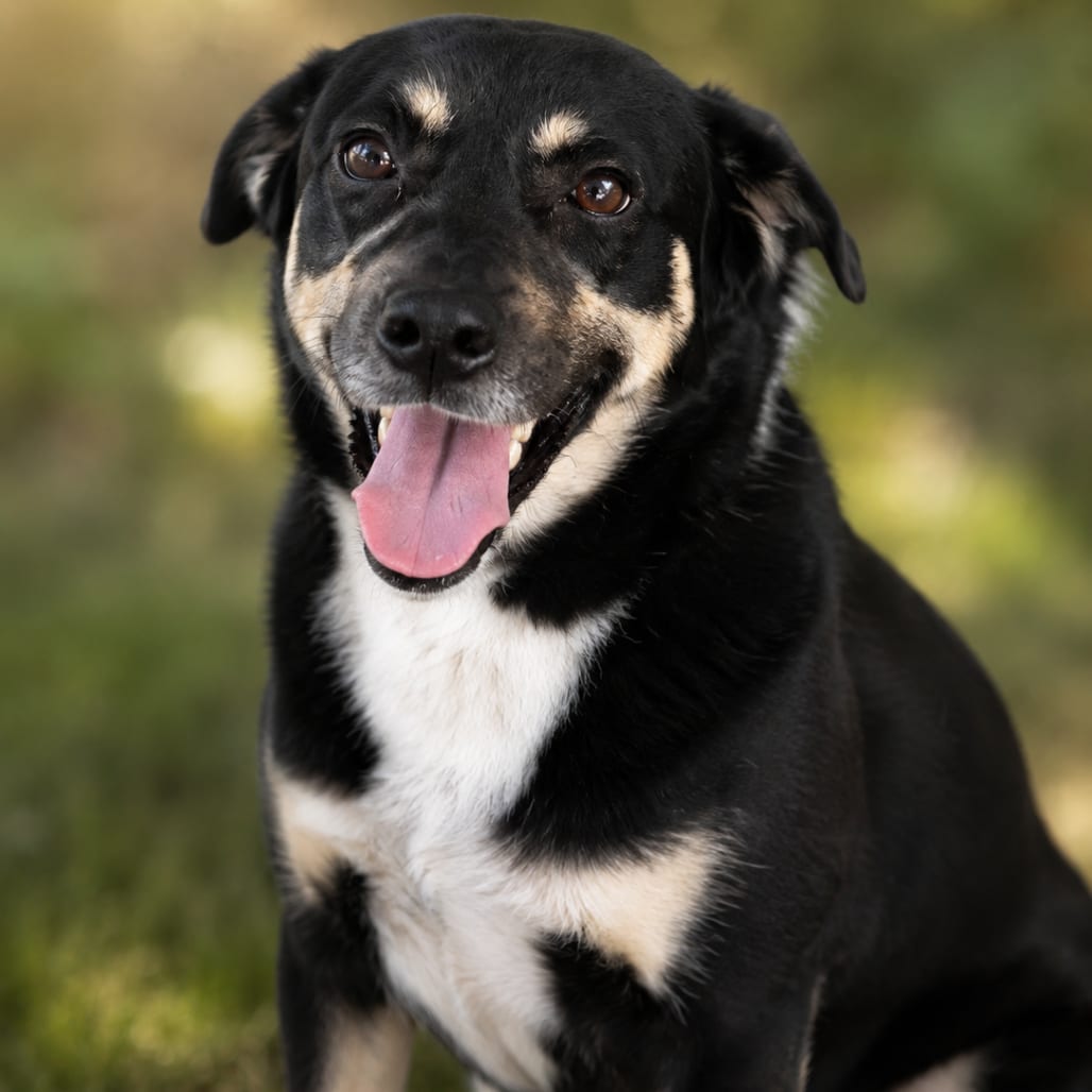 Photo of Ace O’Neal, adoptable Mixed Breed (Medium) in Hinesville, Georgia