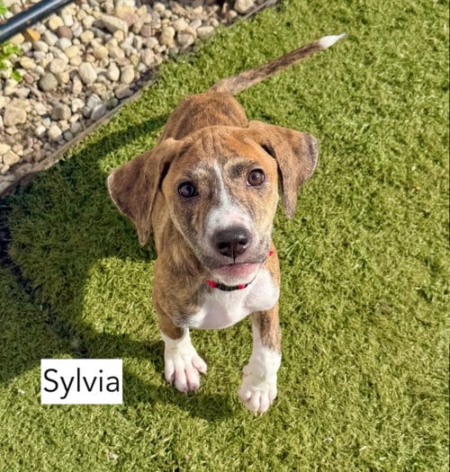 Photo of Sylvia, adoptable Hound in Gilberts, Illinois