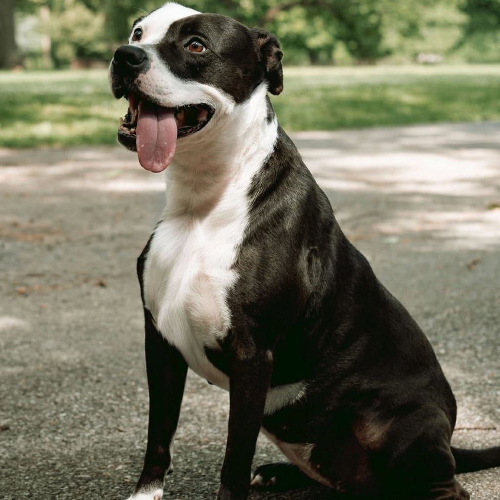 Photo of Empress, adoptable Mixed Breed (Large) in St. Louis, Missouri