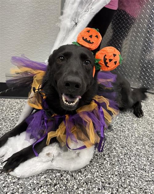 Photo of Stringbean, adoptable German Shepherd Dog in Rosenberg, Texas