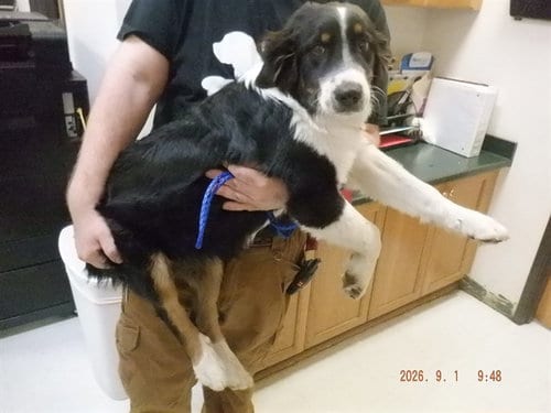 Photo of Murphy, adoptable Australian Shepherd in Oroville, California