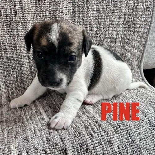 Photo of Pine, adoptable Chihuahua in Spring Lake, North Carolina