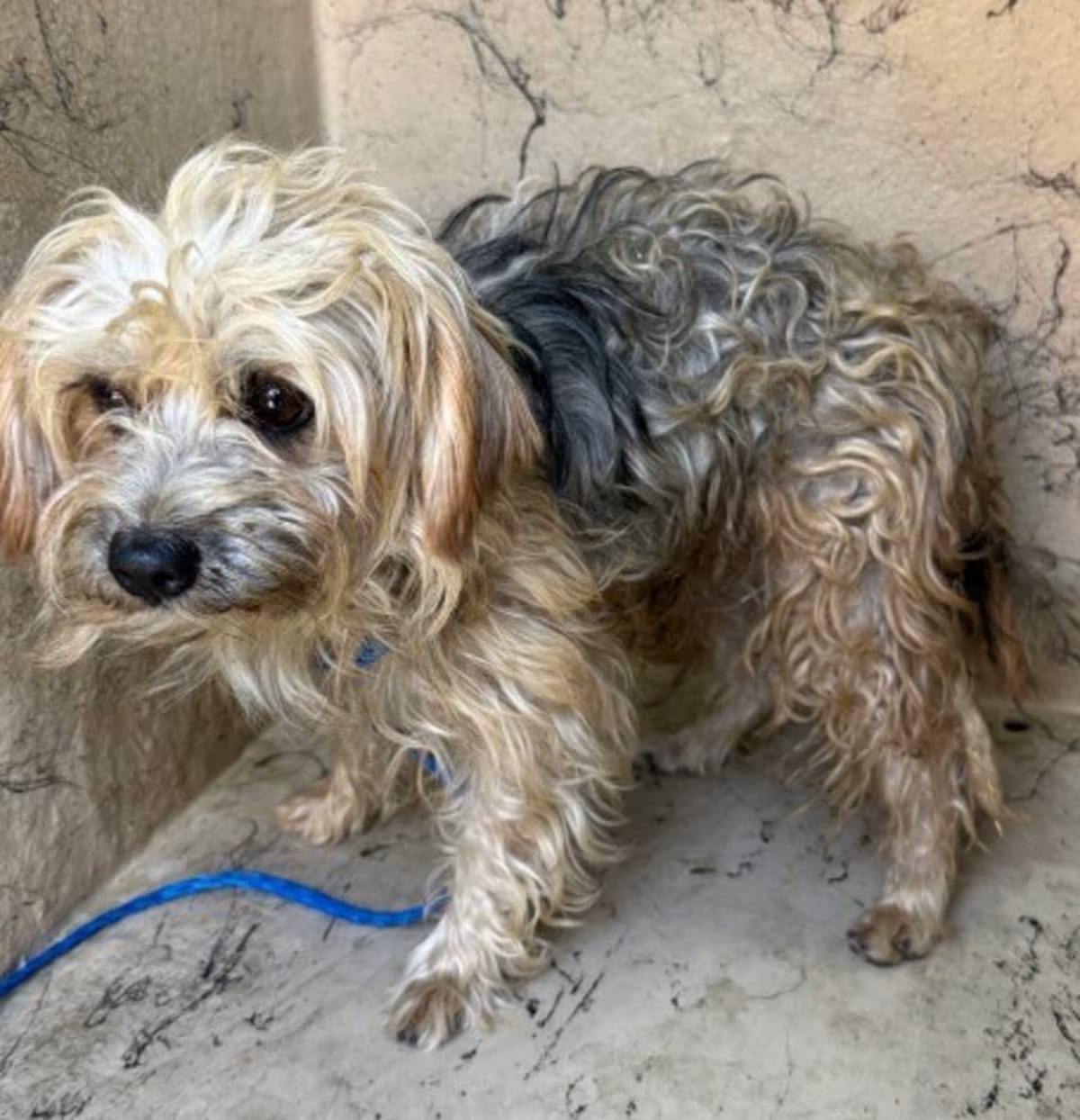 Photo of Hamlet, adoptable Terrier (Unknown Type, Small) Yorkie, Yorkshire Terrier in Porterville, California