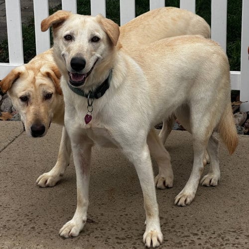 Photo of Bella Lab, adoptable Labrador Retriever in Newport Beach, California