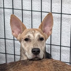Photo of Zora, adoptable Husky Shepherd (Unknown Type) in Lakeland, Florida