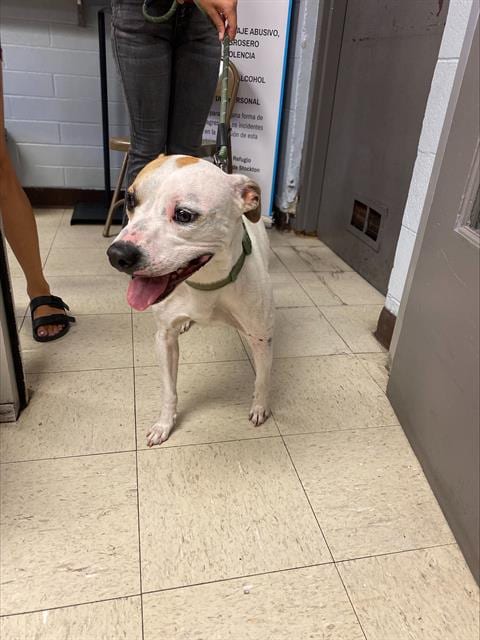 Photo of Mikey, adoptable American Bulldog in Stockton, California