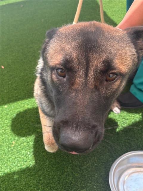 Photo of Goober, adoptable German Shepherd Dog in Texas City, Texas