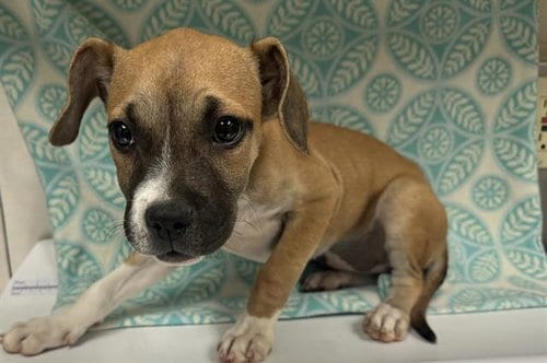 Photo of Lila, adoptable Pit Bull Terrier in HESPERIA, California
