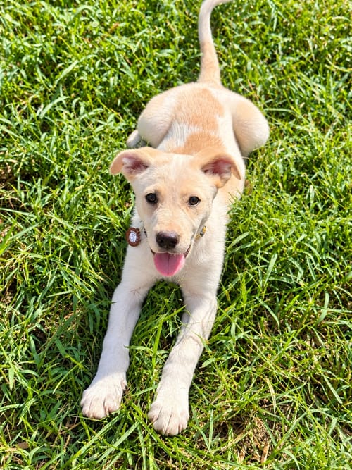 Photo of Wonder Woman, adoptable Golden Retriever in Nashville, Tennessee
