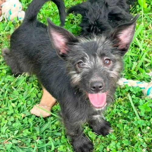 Photo of Gizmo, adoptable Terrier in New Oxford, Pennsylvania