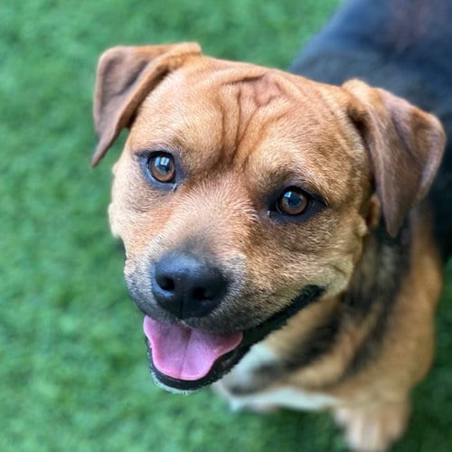Photo of Tater, adoptable Pit Bull Terrier in Burlingame, California