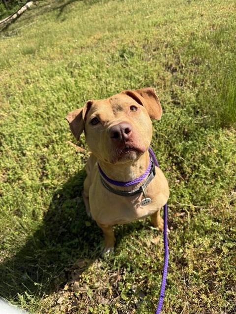 Photo of Coco, adoptable Pit Bull Terrier in Forestville, Maryland