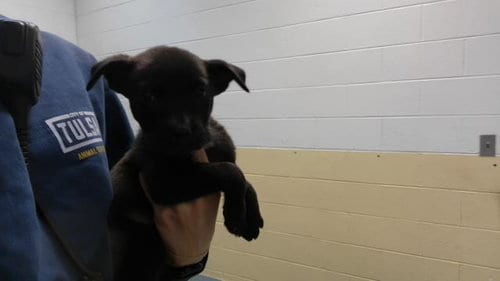 Photo of Clove, adoptable Pit Bull Terrier in Tulsa, Oklahoma