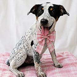 Photo of Border Collie Lab puppies females, adoptable Border Collie Labrador Retriever in Mt. Laurel, New Jersey