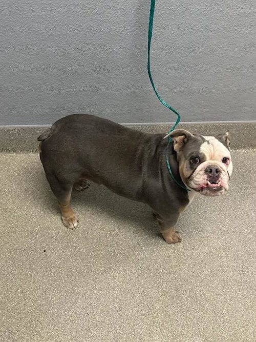 Photo of Razzy, adoptable Bulldog in Las Vegas, Nevada