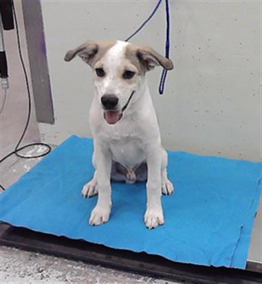 Photo of A2099601, adoptable Staffordshire Bull Terrier in Houston, Texas