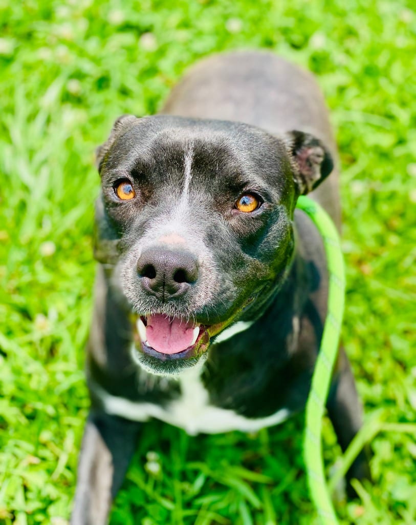 Photo of Jessie, adoptable Mixed Breed in Chickamauga, Georgia