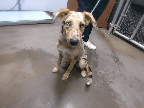 Photo of Ladybug, adoptable Australian Shepherd in Phoenix, Arizona