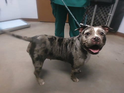 Photo of Marina, adoptable Bulldog in Phoenix, Arizona