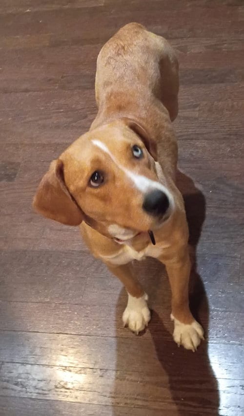 Photo of Louise (Weezy), adoptable Catahoula Leopard Dog in Raytown, Missouri