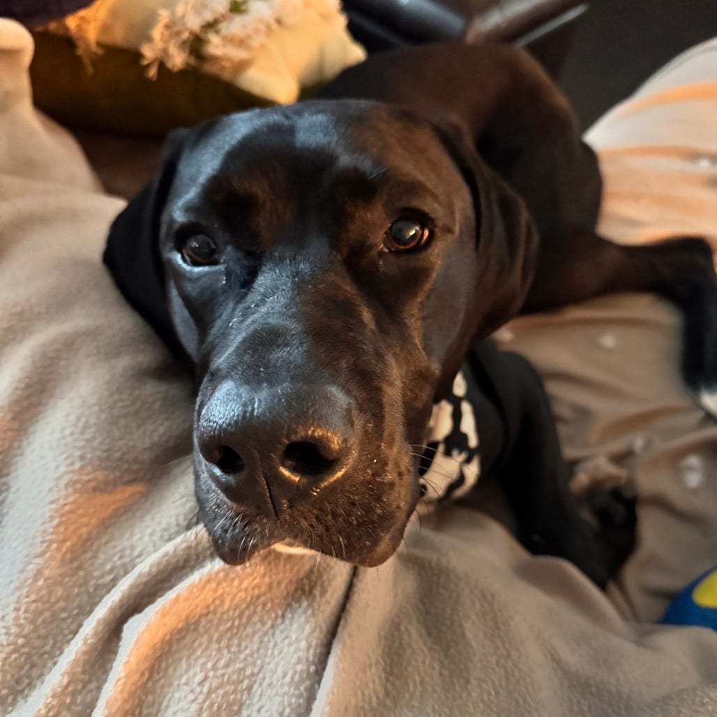 Photo of Crow, adoptable Great Dane in Raleigh area, North Carolina